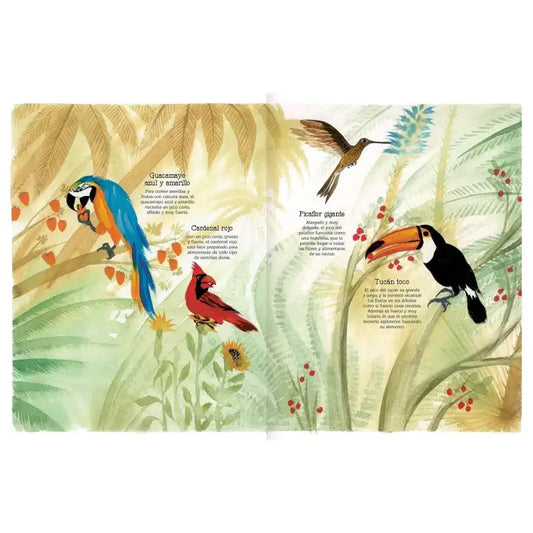 Vuelo De Pájaros Americanos - Amanuta