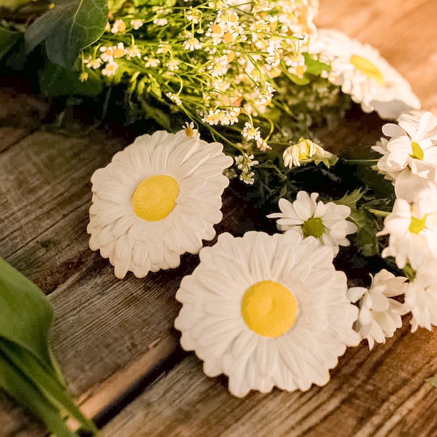 Mordedor - Margarita The Daisy