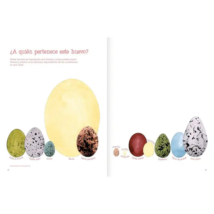 Vuelo De Pájaros Americanos - Amanuta