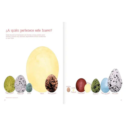 Vuelo De Pájaros Americanos - Amanuta