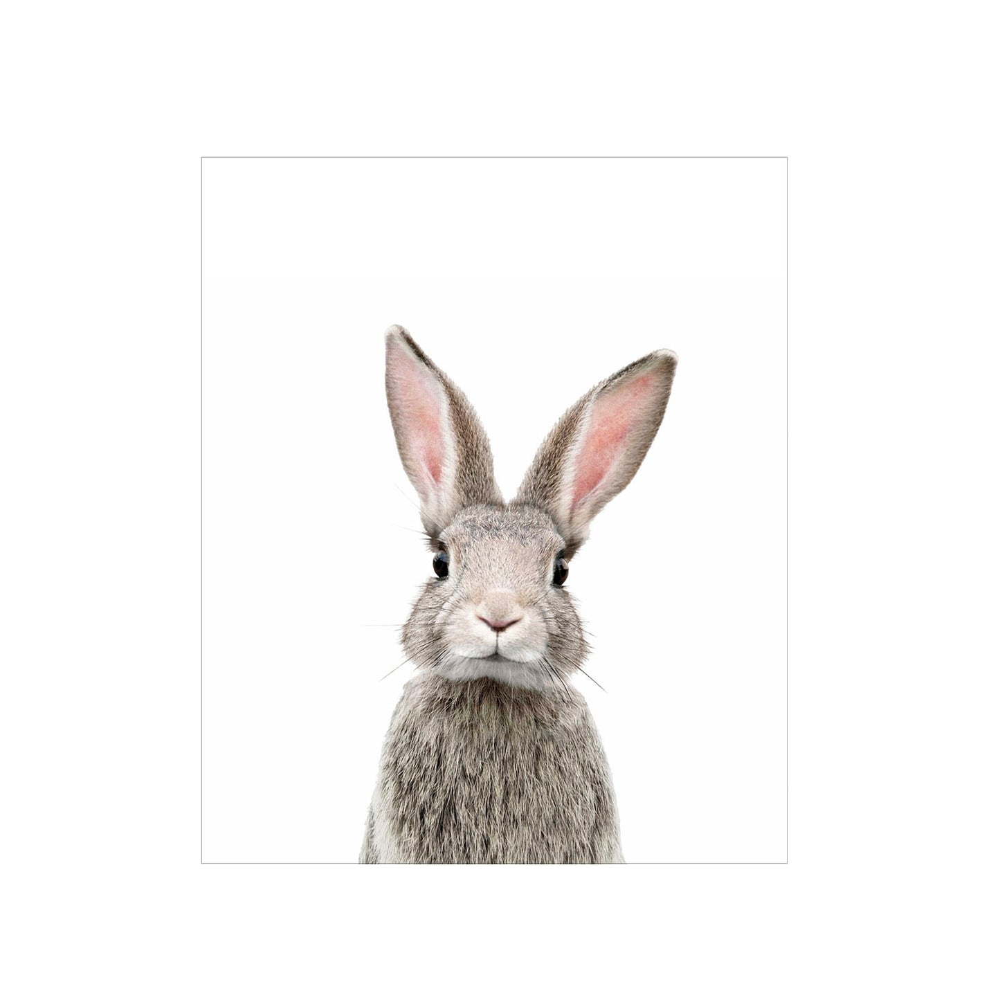 Cuadro Animal Real Cara Conejo - 30x30