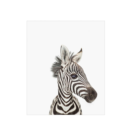 Cuadro Animal Real Zebra - 30x30